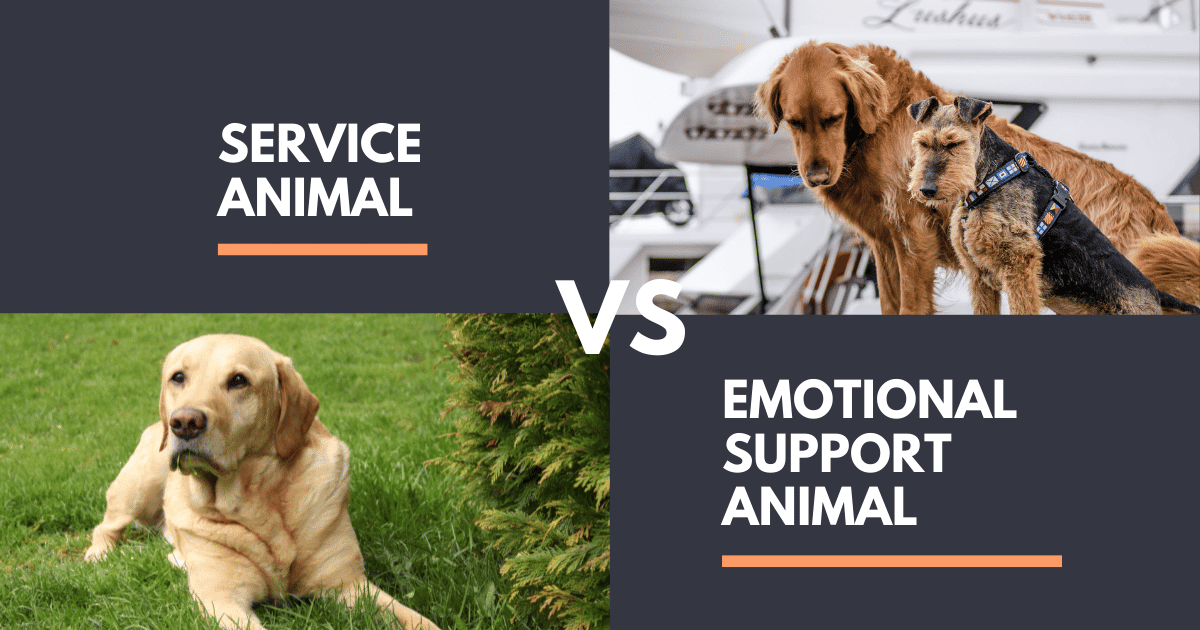 A Landlord’s Guide to Renting to Tenants with Service Animals or ESAs in the Inland Empire